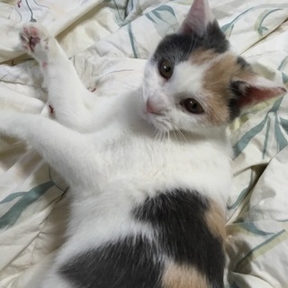 淡色三毛ちゃんの里親様になってあげて下さい