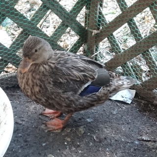 コールダックの♀３才