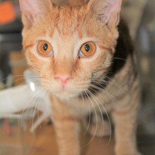 生後６ヶ月オス茶虎君の里親様になって下さい