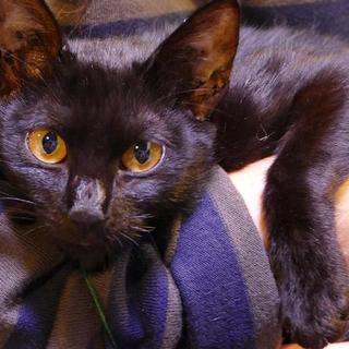 ひじき　不妊♀　５ヶ月