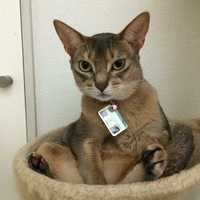 エヴァンゼリン