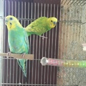 手乗り喋るセキセイインコ二羽