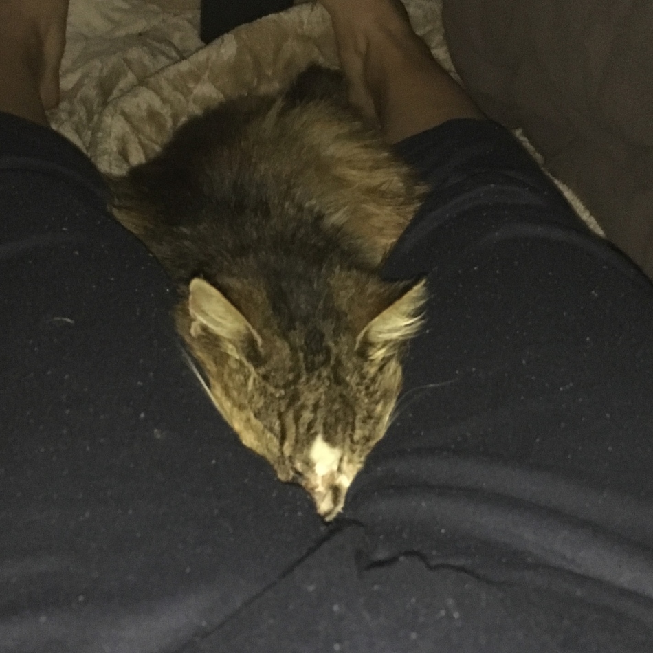 ナコのカバー写真