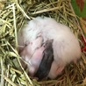 ゴールデンハムスターの赤ちゃん里親さん募集 サムネイル2