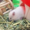 ゴールデンハムスターの赤ちゃん里親さん募集 サムネイル7