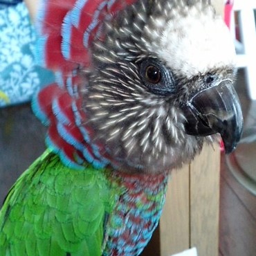 飾羽が開いたー☆