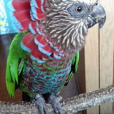 CAOL ILA《カリラ》の写真