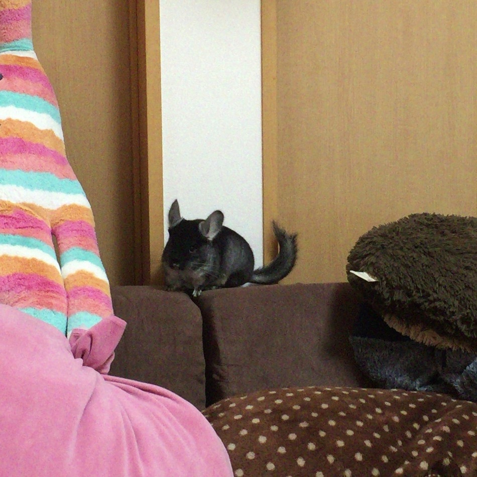 Blackmoreのカバー写真