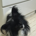 黒白パピヨンカワイイ
