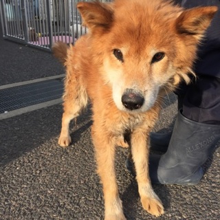 【命が繋がりました】ボロボロでも優しい子です