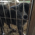 有難うございました！！気持ちを閉ざしている秋田犬