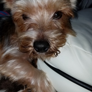 里親さん募集中