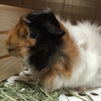 パンちゃん