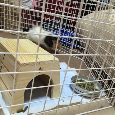 へやんぽ大疾走