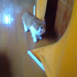 ホワッツマイケルにそっくりな顔の茶白4か月♂