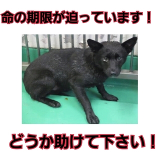 募集ゼロ!!時間がありません!!助けて下さい!!