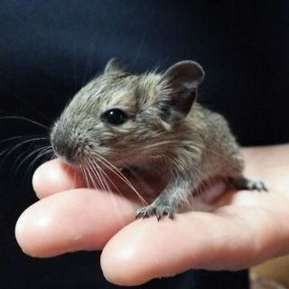デグー(ノーマル)里親募集