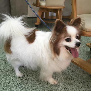 プリンちゃん 7歳徳島の方に迎えていただきました