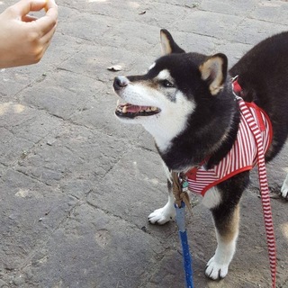 黒柴はなちゃん【我が家で引き取ることにしました】