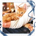 茶トラ　男の子　先住猫OK