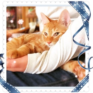 茶トラ　男の子　先住猫OK