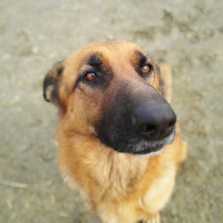 シェパード短毛展覧会タイプメス血統書付き