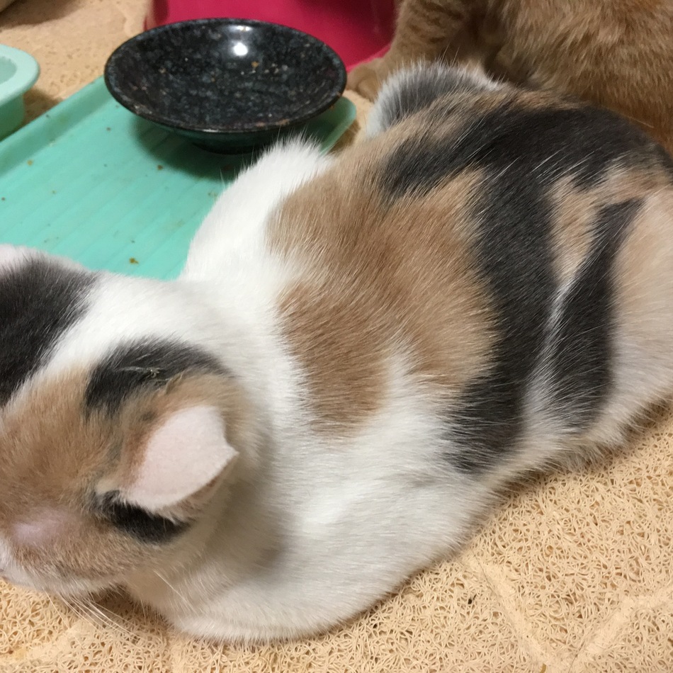 薄三毛ちゃんのカバー写真