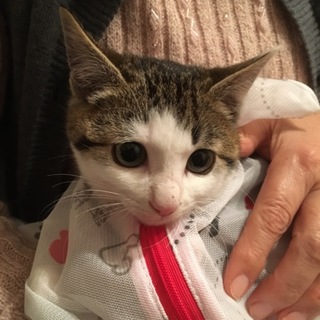 かわいい子猫ちゃん