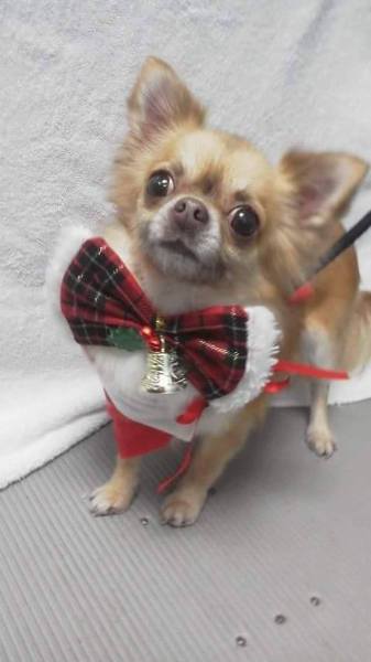 チワワのいちごちゃん 推定２才 大阪府 犬の里親募集 ペットのおうち 月間利用者150万人