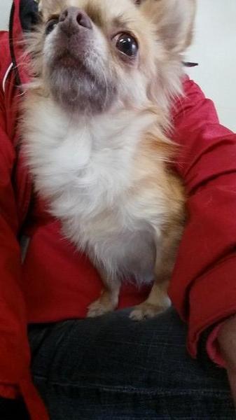 チワワのいちごちゃん 推定２才 大阪府 犬の里親募集 ペットのおうち 月間利用者150万人