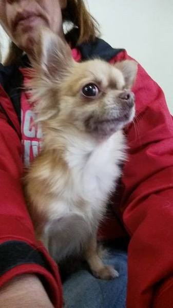 チワワのいちごちゃん 推定2才 大阪府 犬の里親募集 ペットのおうち 月間利用者150万人 チワワのいちごちゃん 推定2才 大阪府 犬の里親募集 ペットのおうち 月間利用者150万人