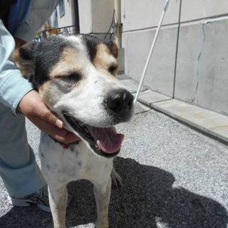 殺処分対象です