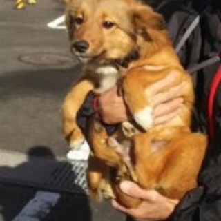 人が大好き「ボスくん」