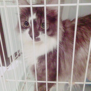 ネコ好きさんお願いします。仲良し2匹！