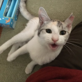 パステル三毛