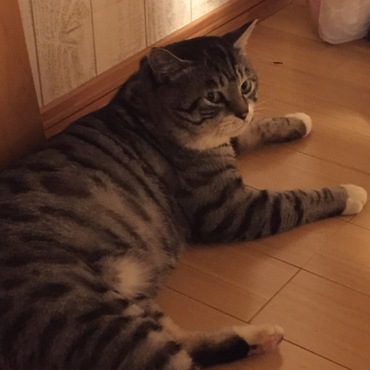 留守中イイコにしてるのかなぁ