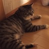 留守中イイコにしてるのかなぁ
