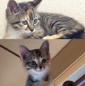 9月17日生まれの子猫。里親さん大募集です。
