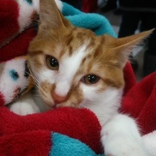 りくちゃん　茶白の元気な男の子です。