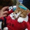 りくちゃん　茶白の元気な男の子です。 サムネイル2