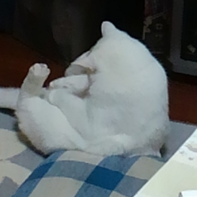 とりもちのカバー写真
