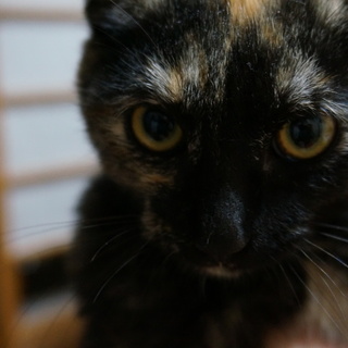 人慣れOK！4ヶ月のキリリとしたベッピンさん♀