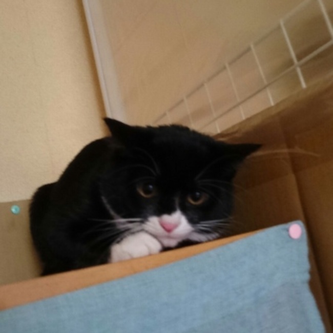 はなゆんのカバー写真