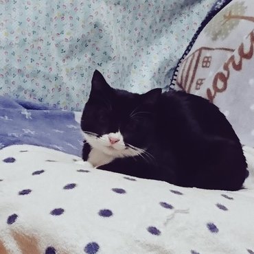 お布団ソファーがお気に入り