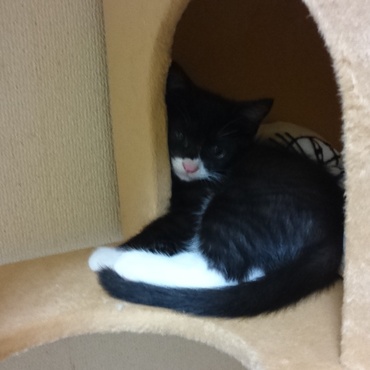 だるだるぅーん