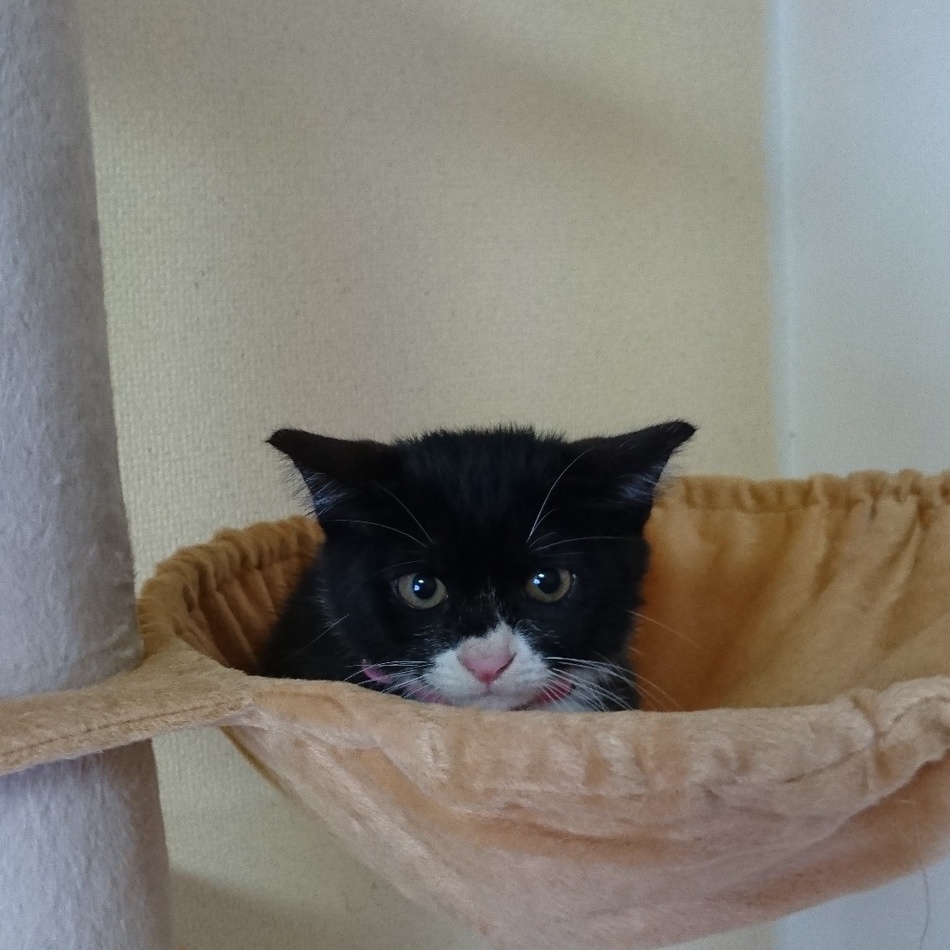 たびのカバー写真