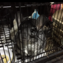 代理投稿