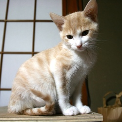 病気疑いと言われた後