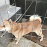 北海道犬 サムネイル2
