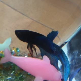 ベタ オスの里親を募集します